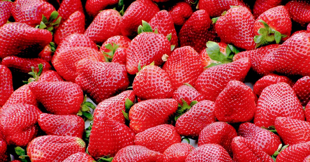Chrysal Erdbeeren