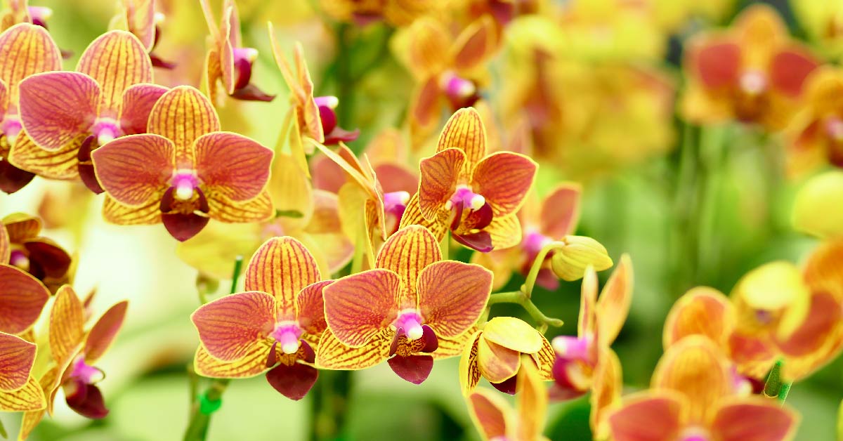 Chrysal Orchideen