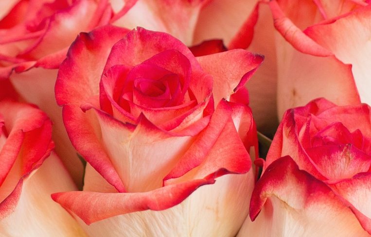 cropped-roses-1138923_1920.jpg